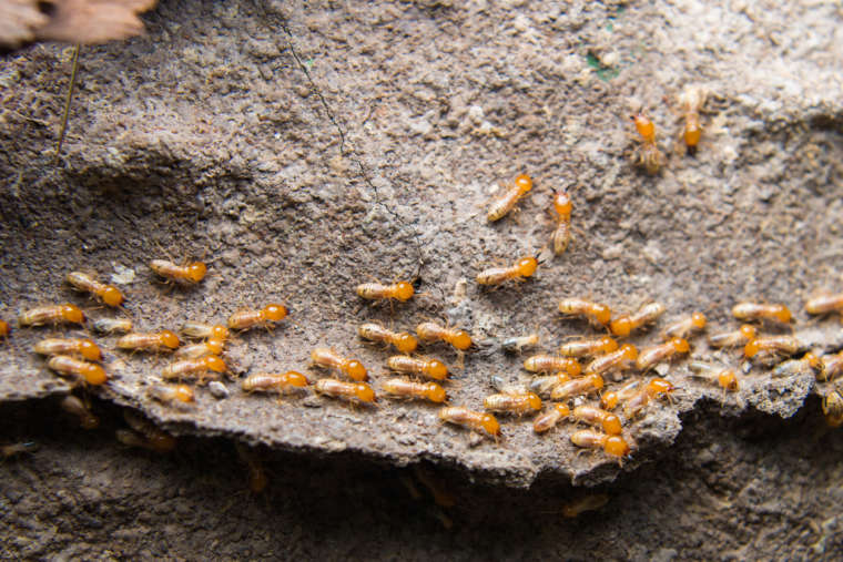 Common Signs That Point Towards A Termite Infestation Pest Control