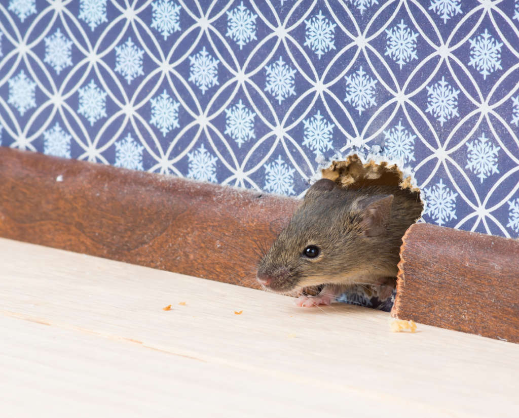 how-to-know-when-you-have-a-mouse-in-your-house-pest-control-long