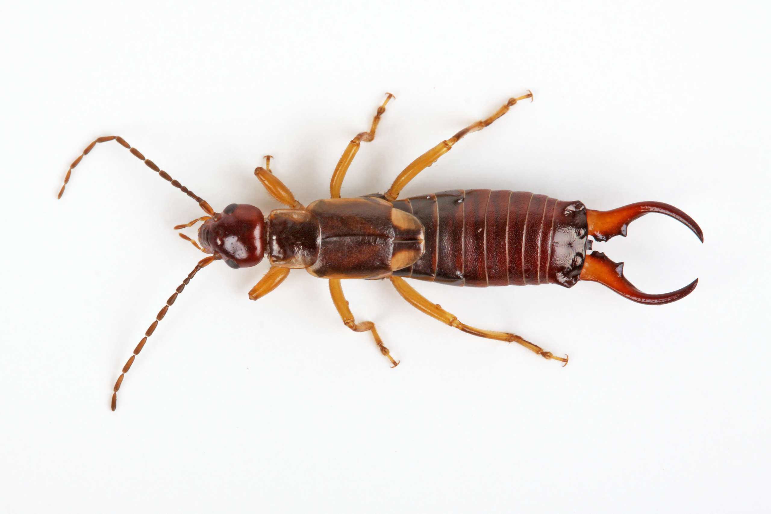 The Full Truth About Earwigs Crawling In Ears