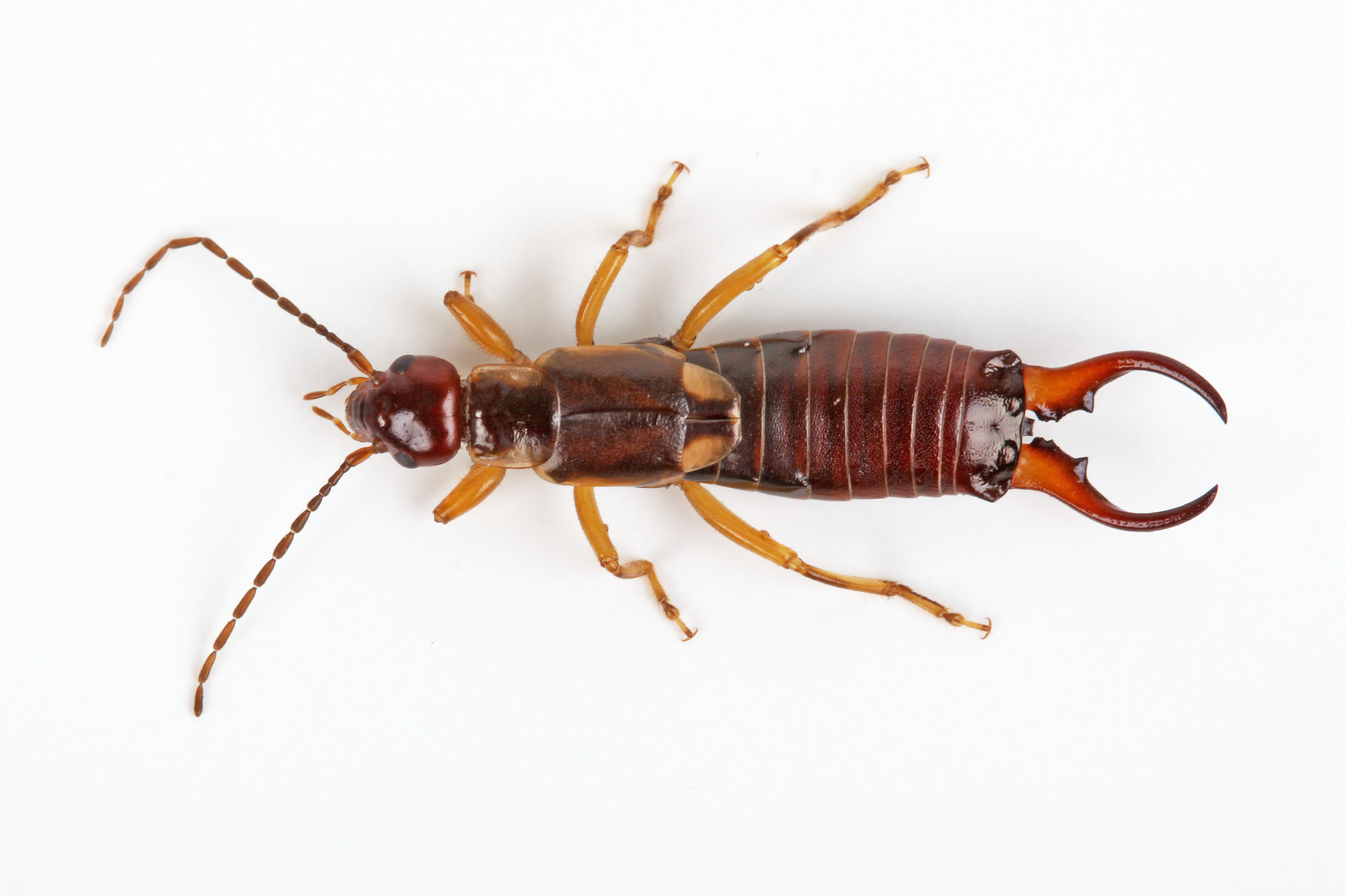 What You Need To Know About Earwigs