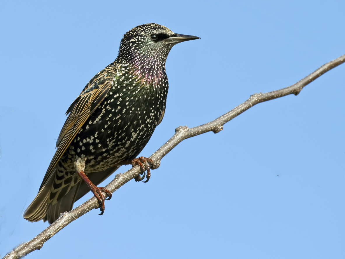 European Starling | Knockout Pest Control