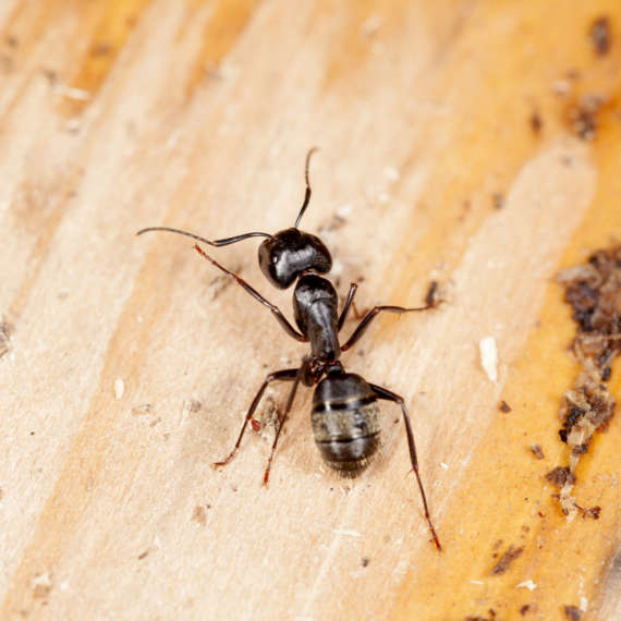 carpenter ant infestation