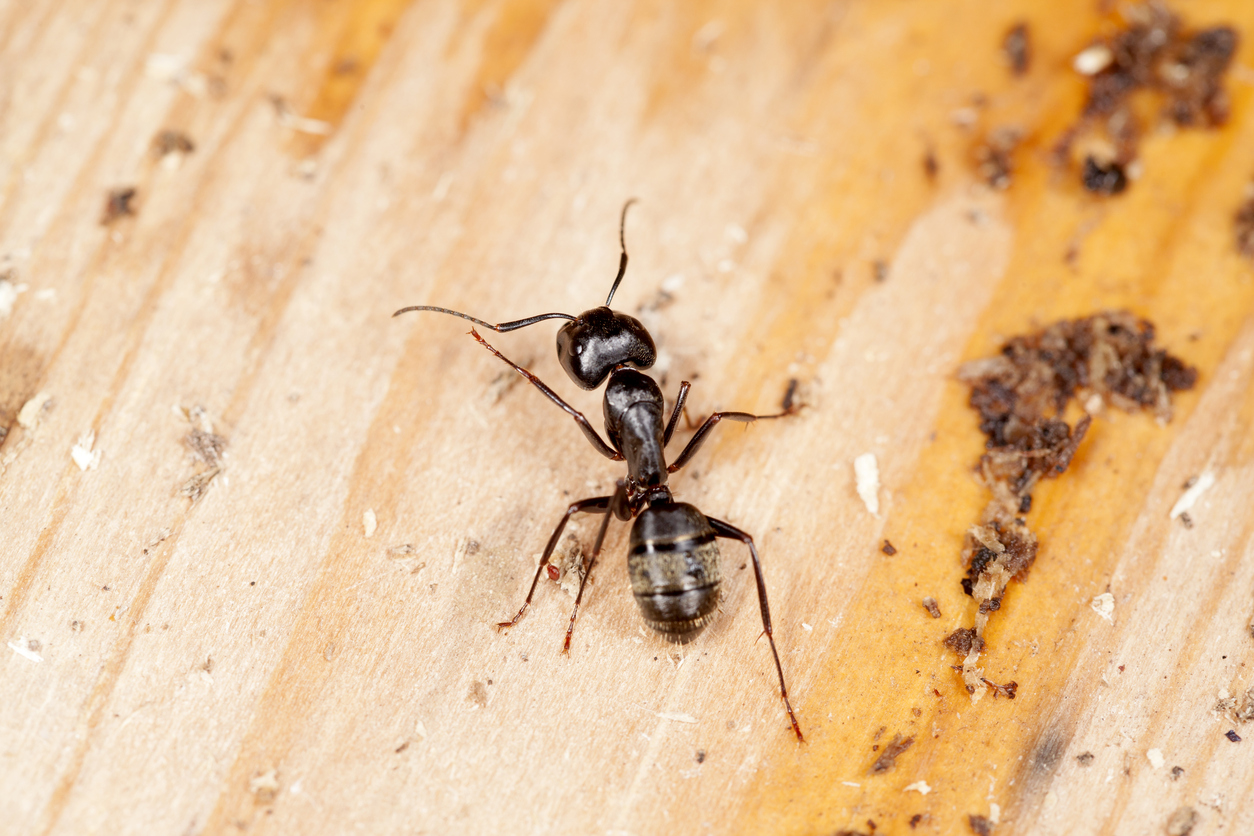 carpenter ant infestation