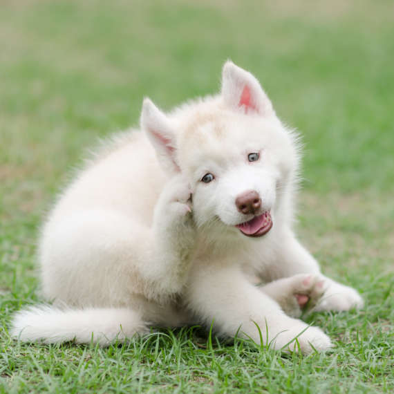 dog scratching its flea infestation