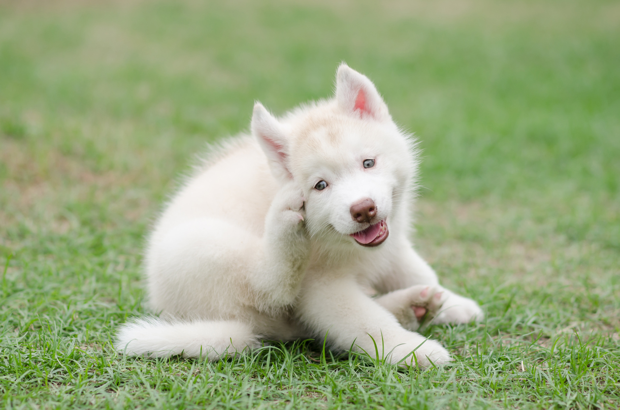 dog scratching its flea infestation