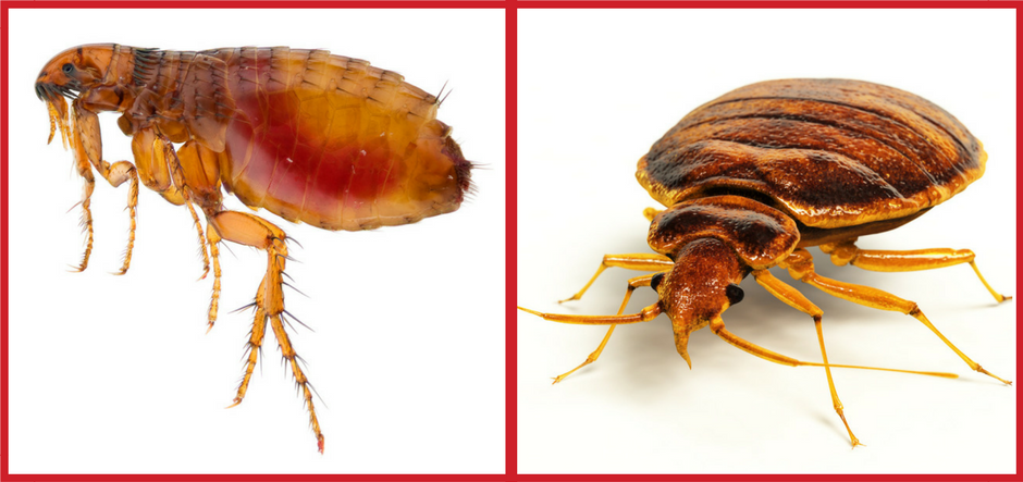 What Are The Differences Between Fleas And Bed Bugs