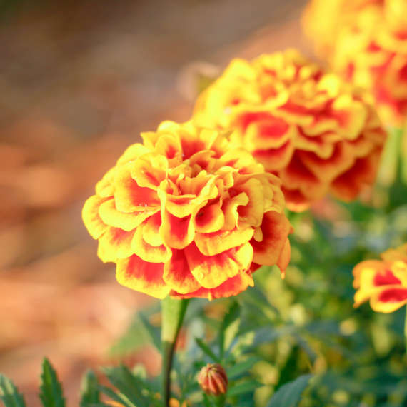 planting some flowers in your garden can help repel pests from your property