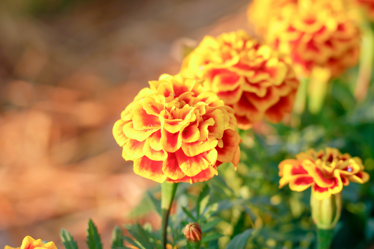 planting some flowers in your garden can help repel pests from your property