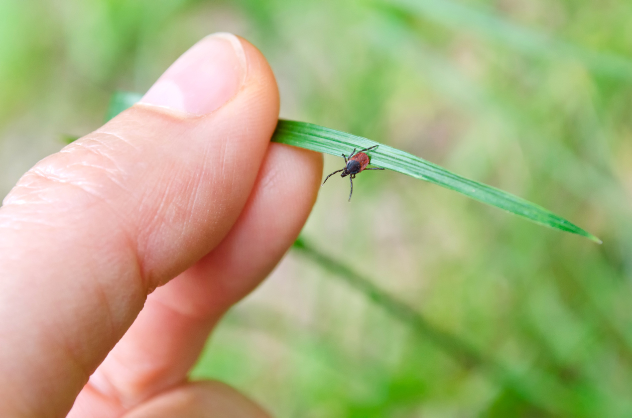 tick infestations on long island