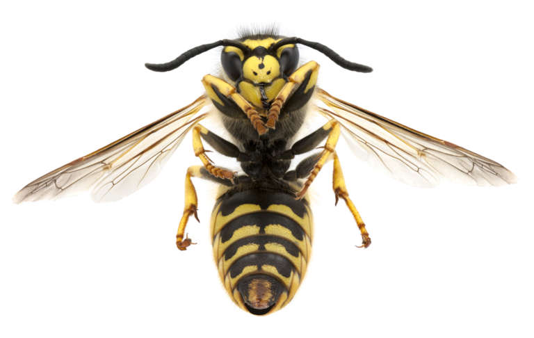 How to Prevent Wasps From Building Nests