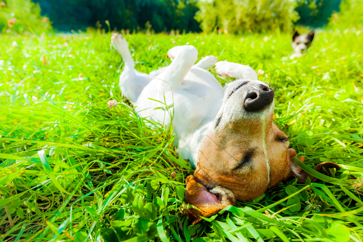 dog tick inspection