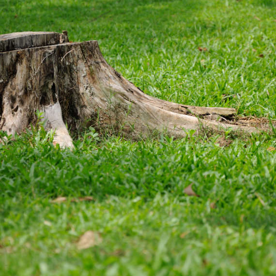 tree stump with termites