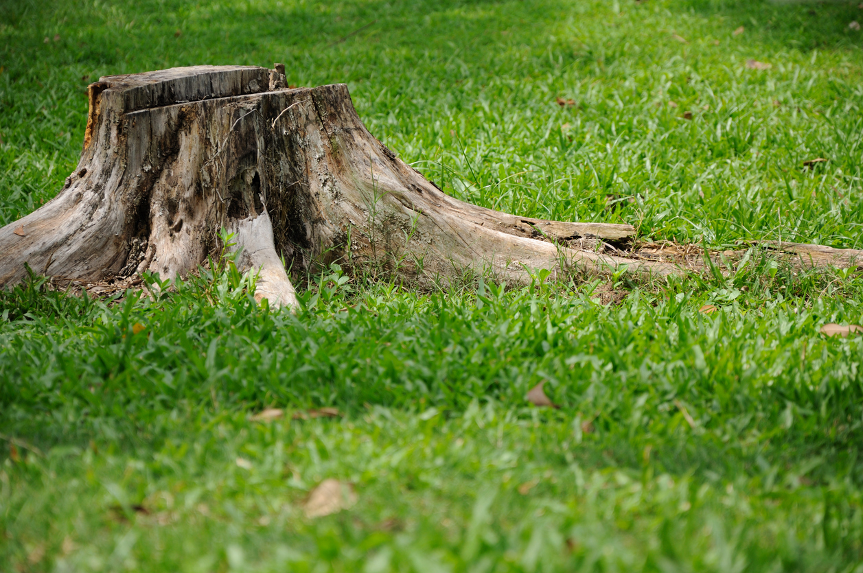 tree stump with termites