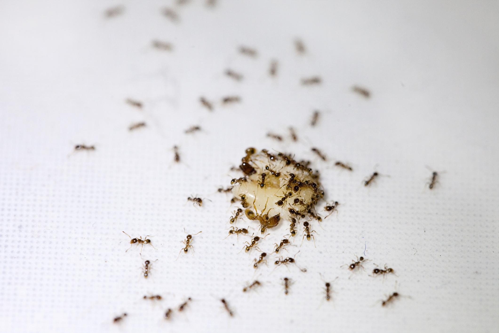 Why Ants Love Kitchens During Summer   Ants In Kitchen 