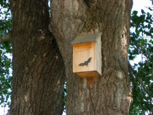 bat house to repel mosquitoes