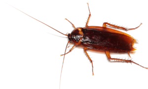 cockroach infestation