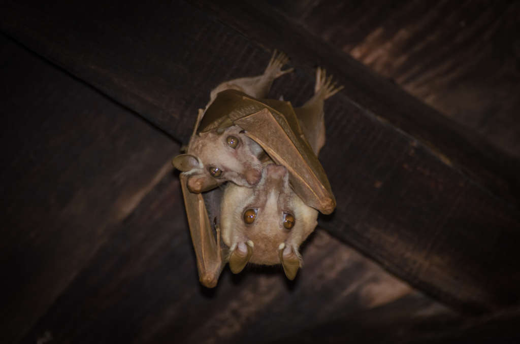 Why is There a Bat in My House? | Knockout Pest Control