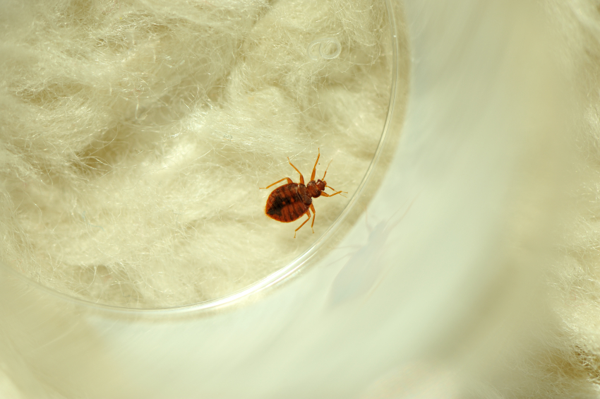 bed bug removal