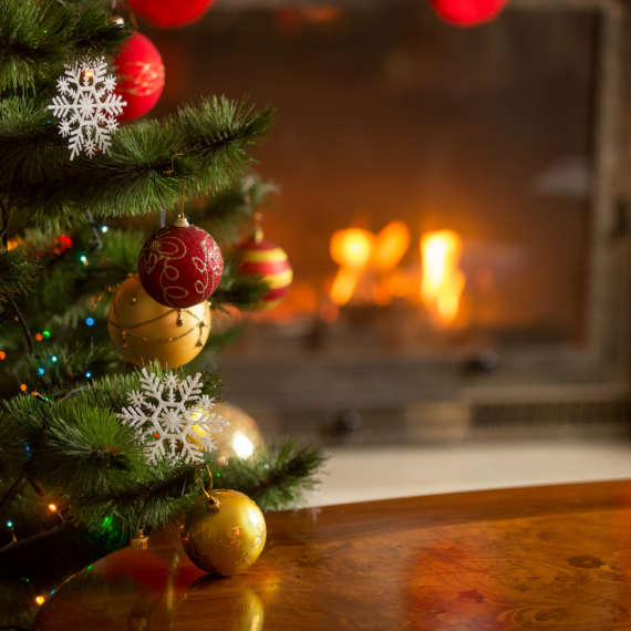 christmas trees and other decorations can hide pests and lead to further infestations