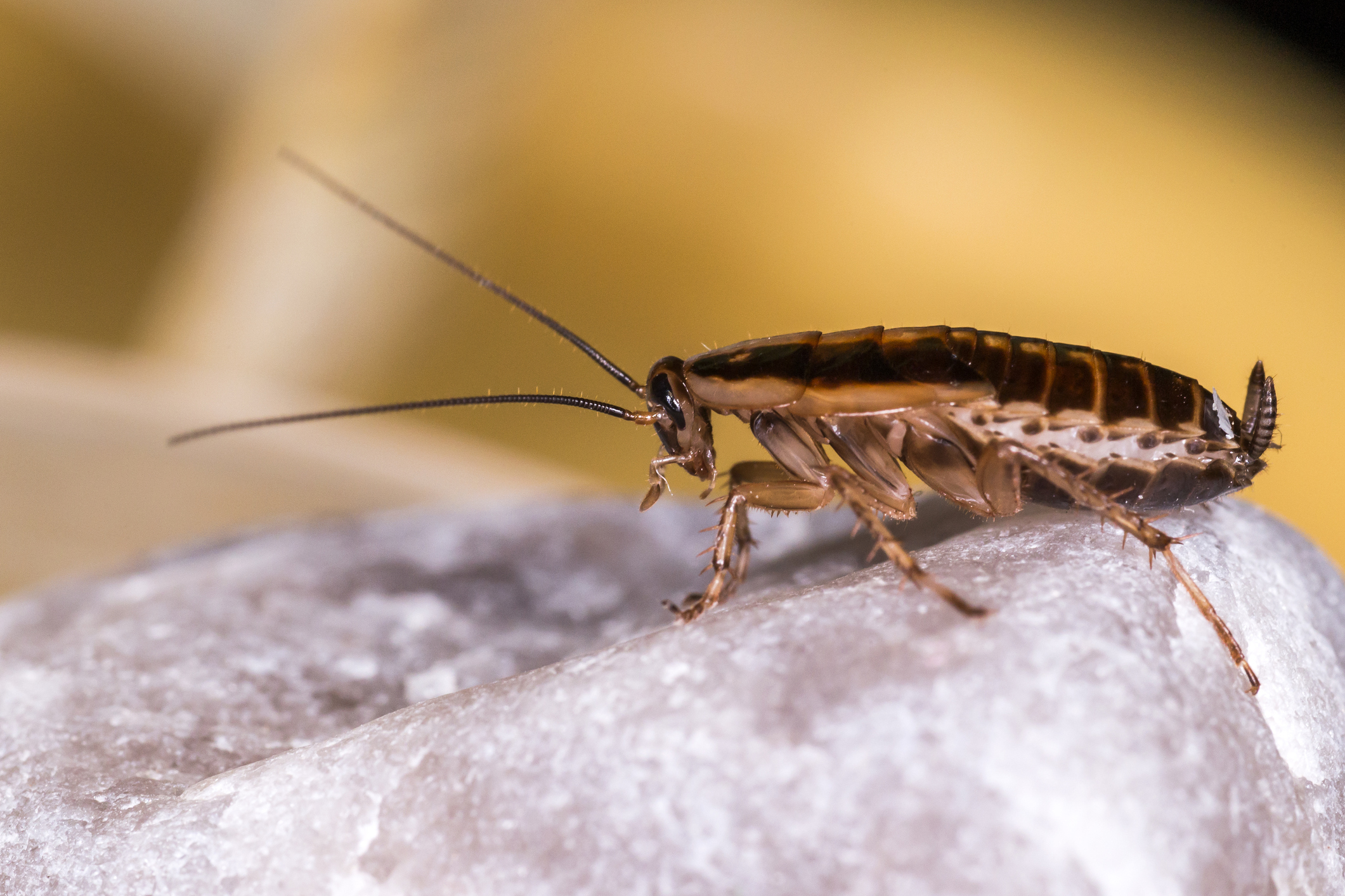 5-facts-about-german-cockroaches-you-need-to-know