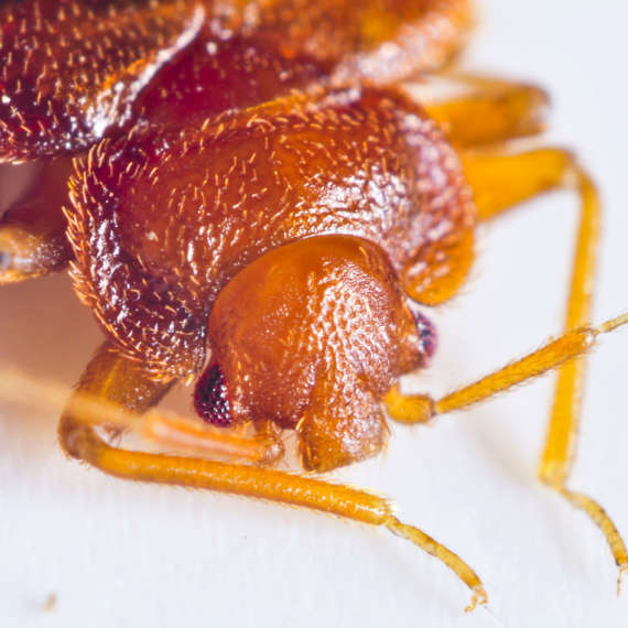 when you find a bed bug infestation, you should careful of what your next move is