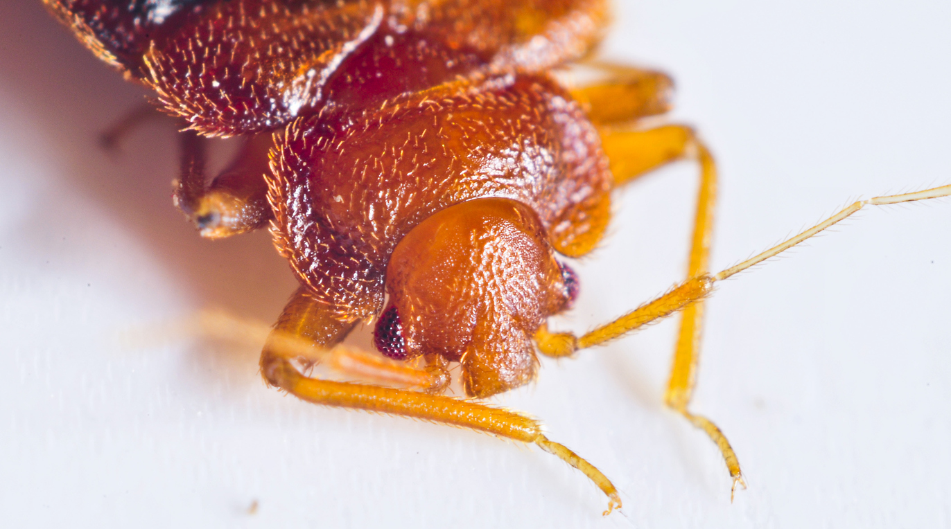when you find a bed bug infestation, you should careful of what your next move is