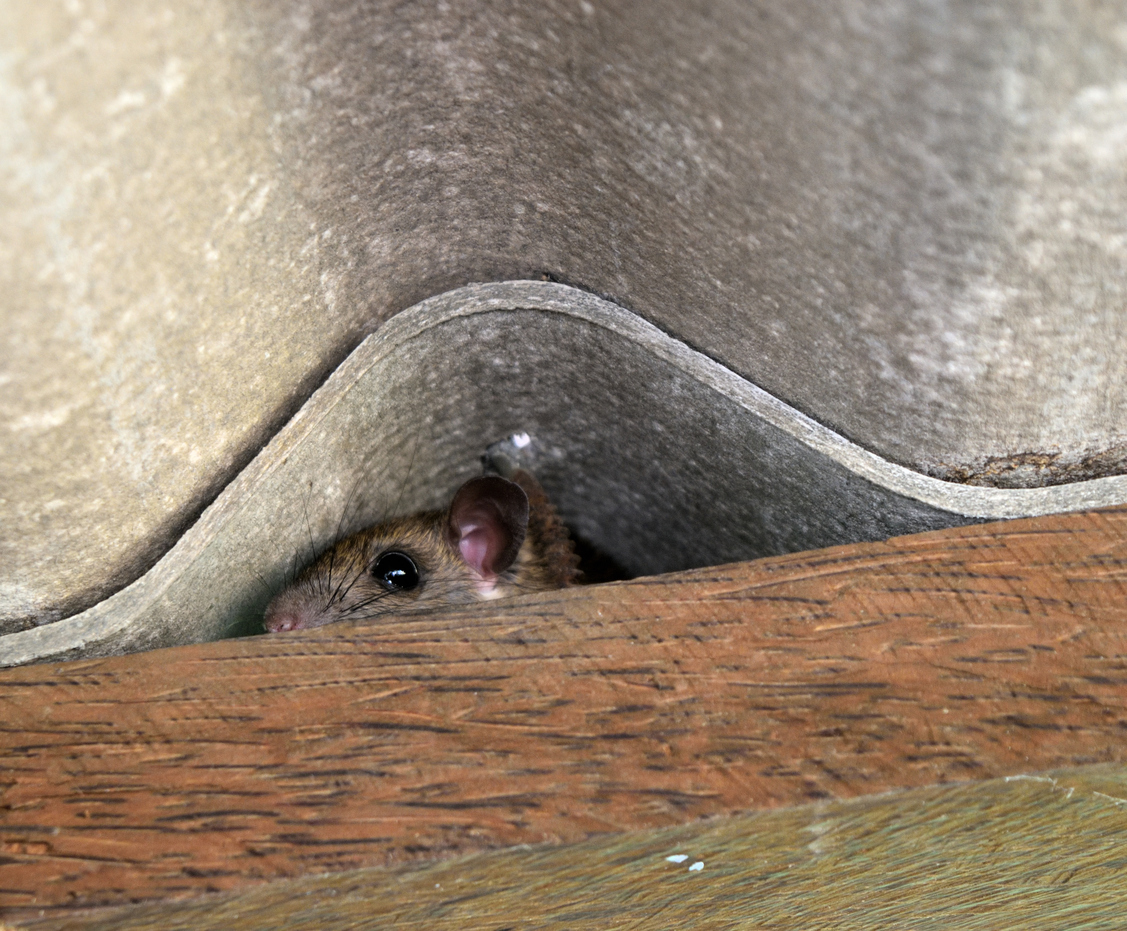 mouse getting in under bathroom sink