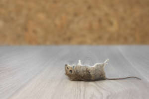 mice enter homes for multiple reasons