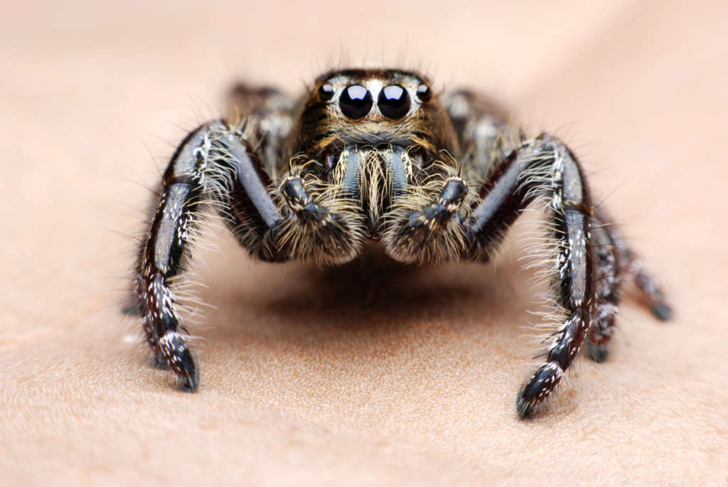 Why Do Spiders Have 8 Eyes? | Knockout Pest Control