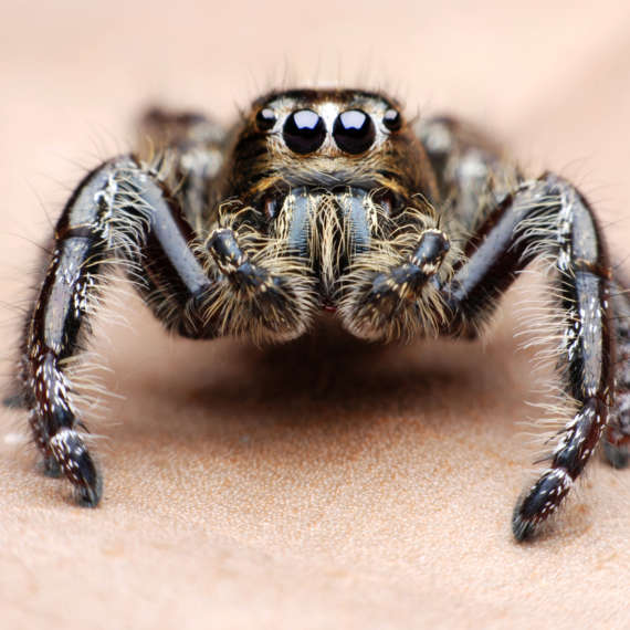 is there a reason spiders need so many eyes