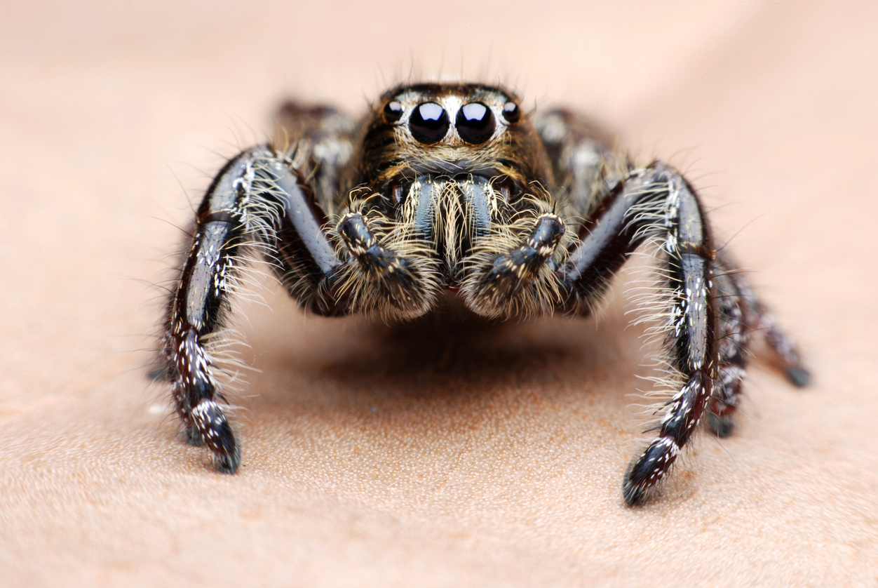 Tarantula Spider Eyes