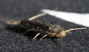 silverfish and other pests can easily be living in any home in the US