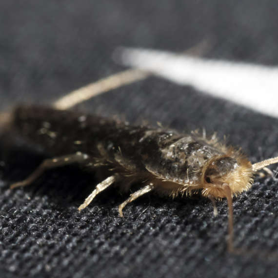 silverfish and other pests can easily be living in any home in the US