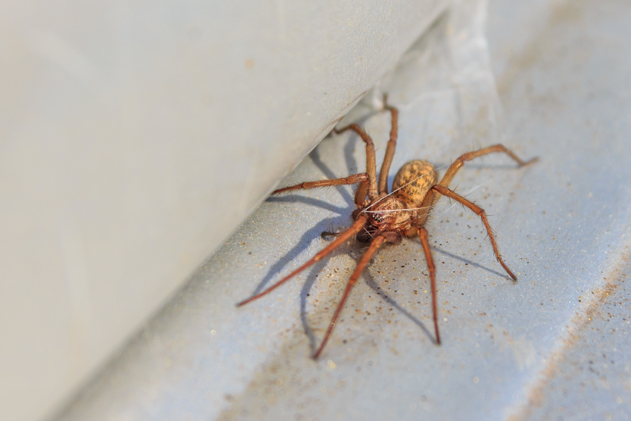 being afraid of spiders is a real fear that can cause people to not act like themselves