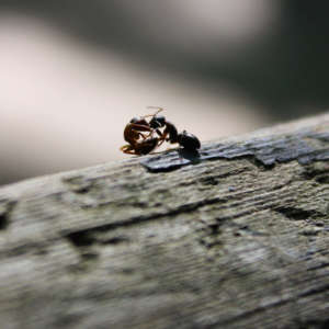 some ants will help each other out during battle