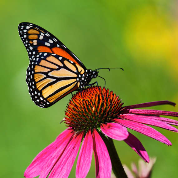 butterflies have crazy colors for multiple reasons