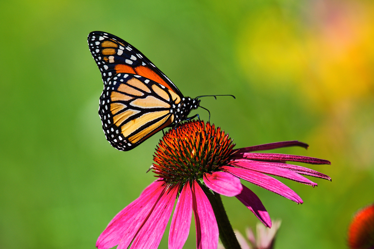 Colorful Butterfly Wings