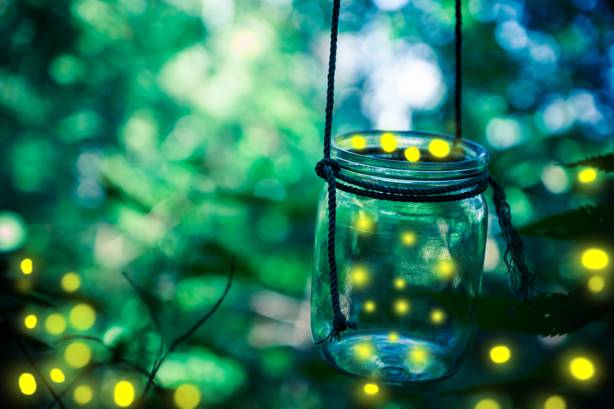 What Makes Fireflies Beautifully Light Up?