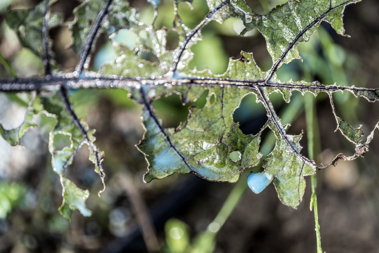 preparing and spraying oils on fruit trees