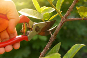 pruning trees can help prevent pest infestations