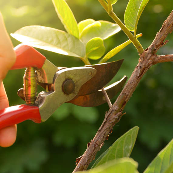 pruning trees can help prevent pest infestations