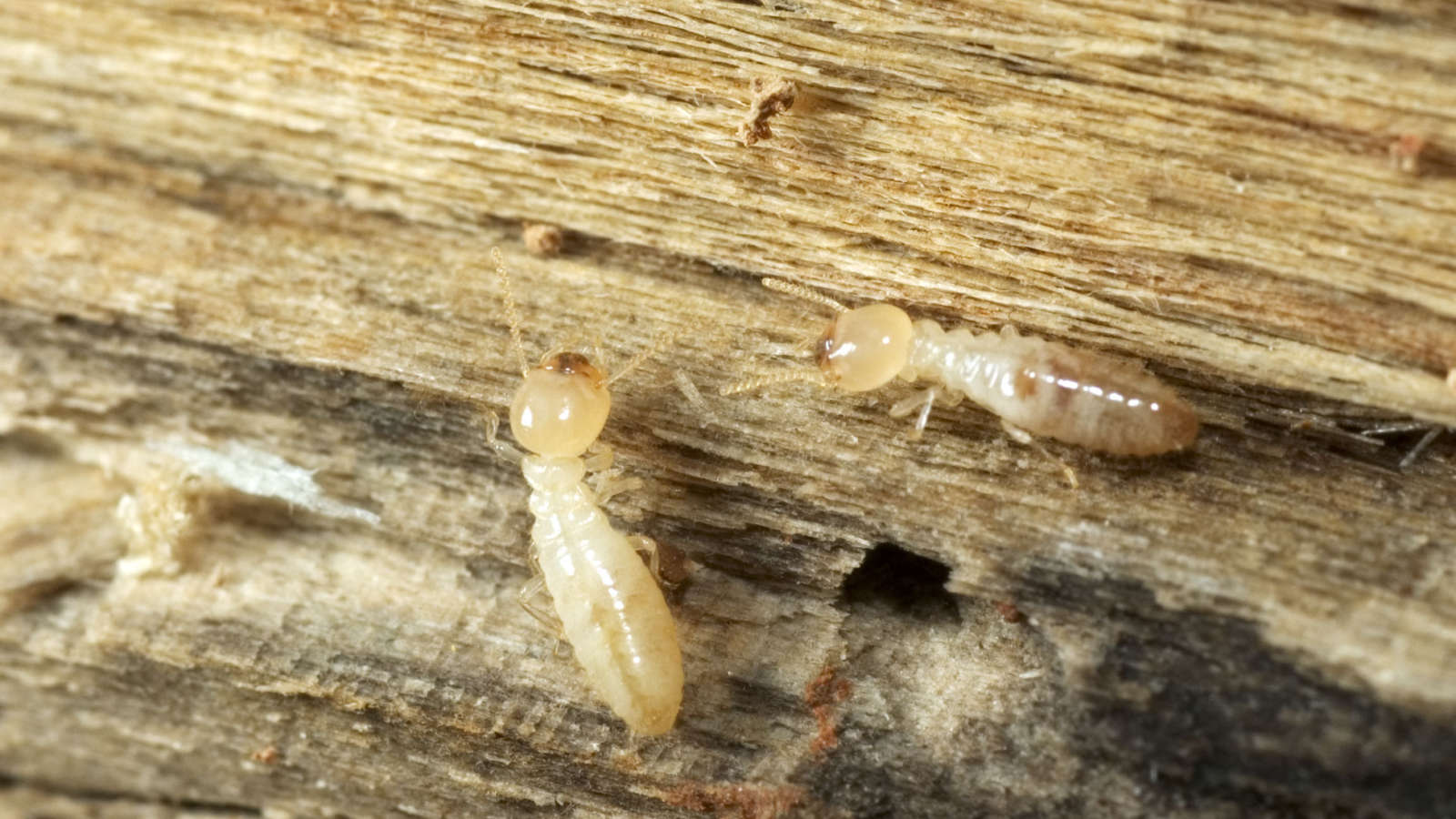 termites eat wood because of what's in their stomach