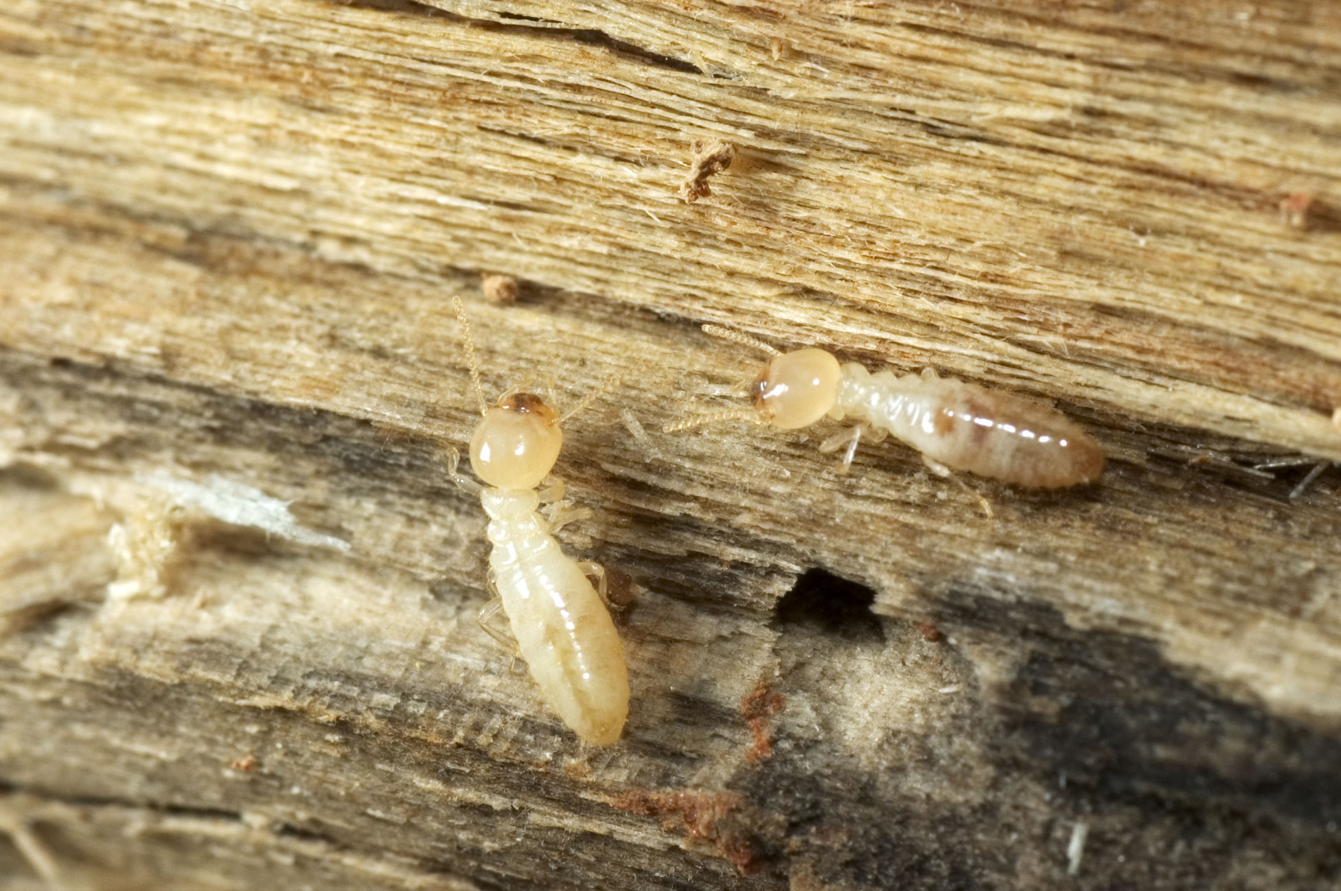 How Are Termites Able To Eat Wood Knockout Pest Control   Termites Eating Wood 