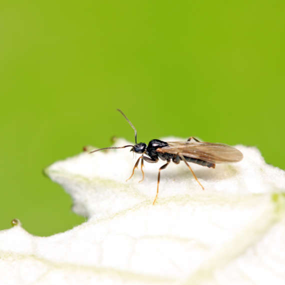 flying ants are here now that spring is in full swing