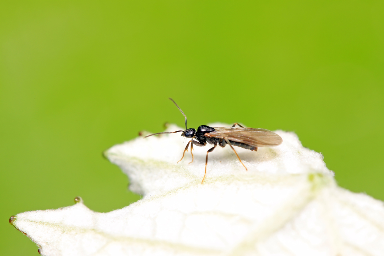 flying ants are here now that spring is in full swing