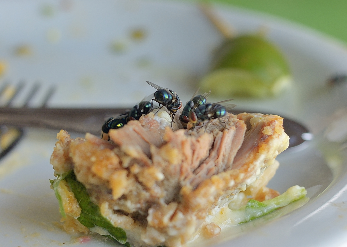 pests and restaurants go hand in hand, especially during warm weather
