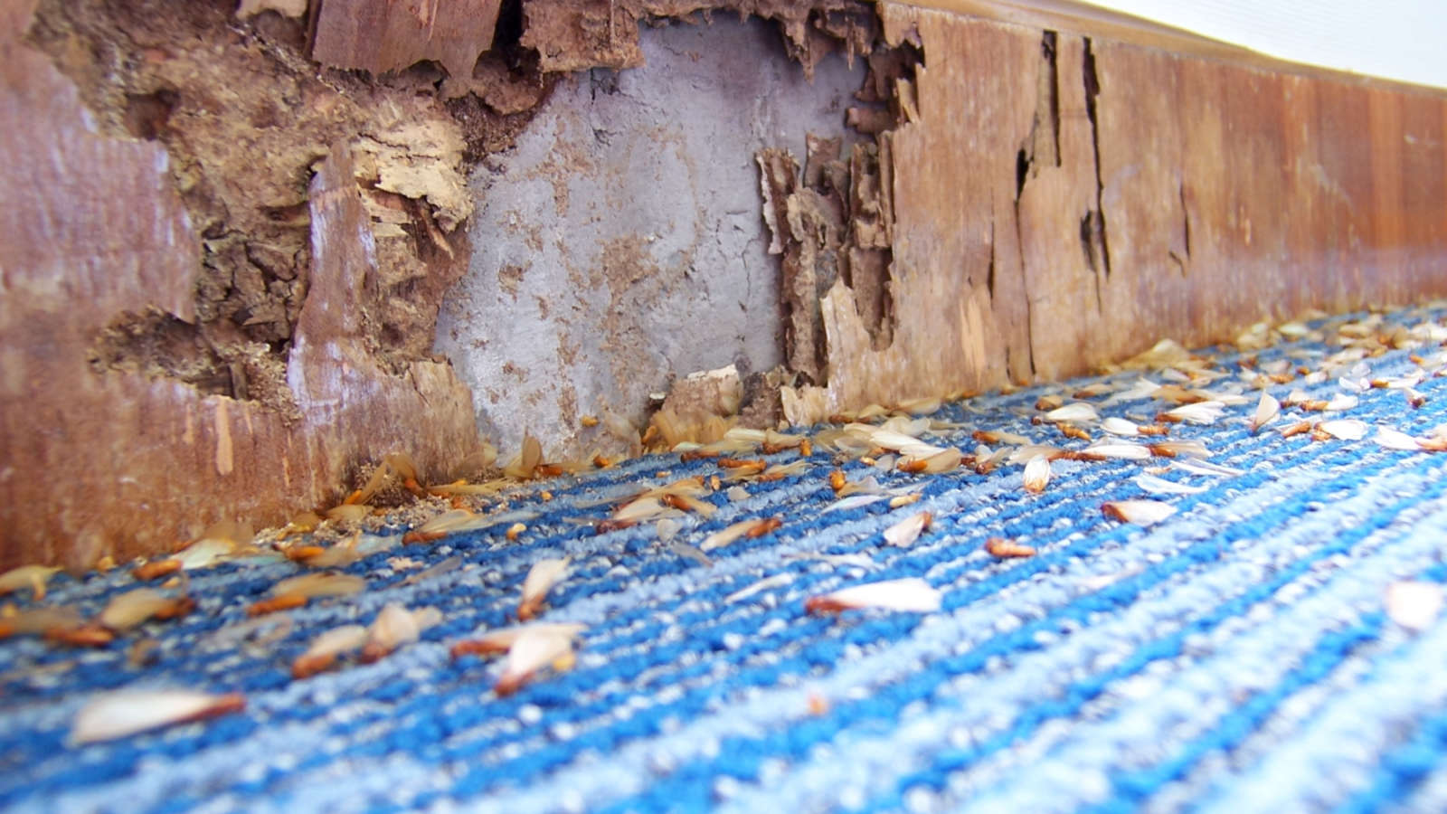 every homeowner should know what a swarm of termites is