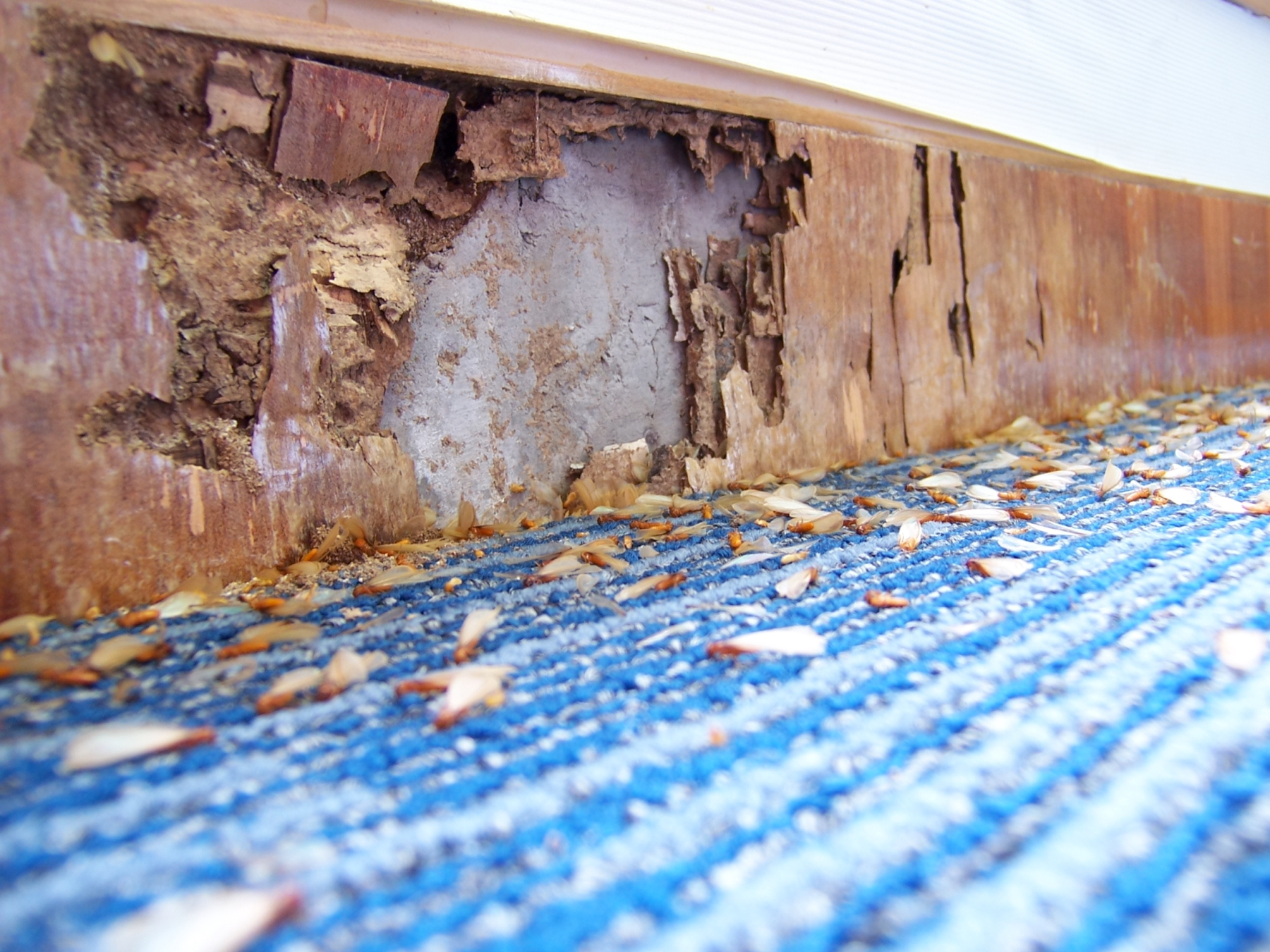 every homeowner should know what a swarm of termites is