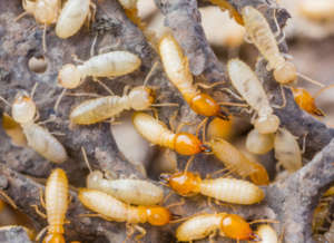 termite infestation close-up