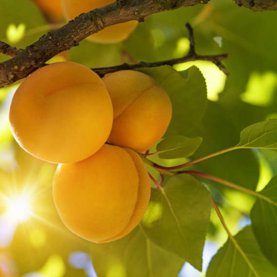 fruit on tree in garden